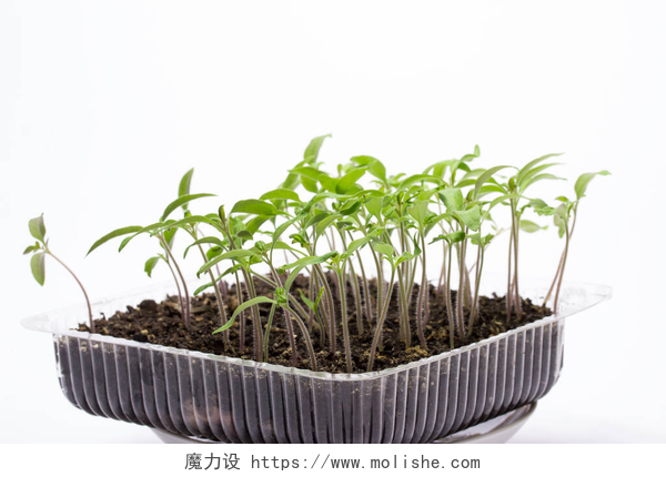 白色桌子上的种植蔬菜以灰色背景农业概念为背景的透明塑料盒种植番茄